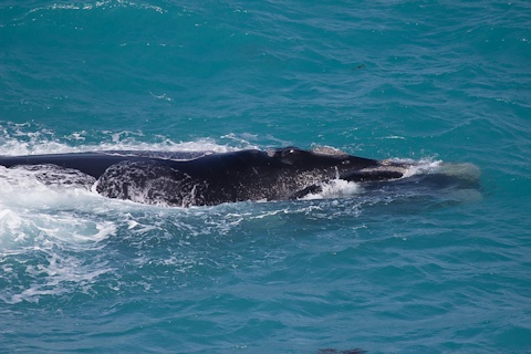 Southern Right Whale (Eubalaena australis)